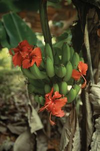 Flor de Plátano